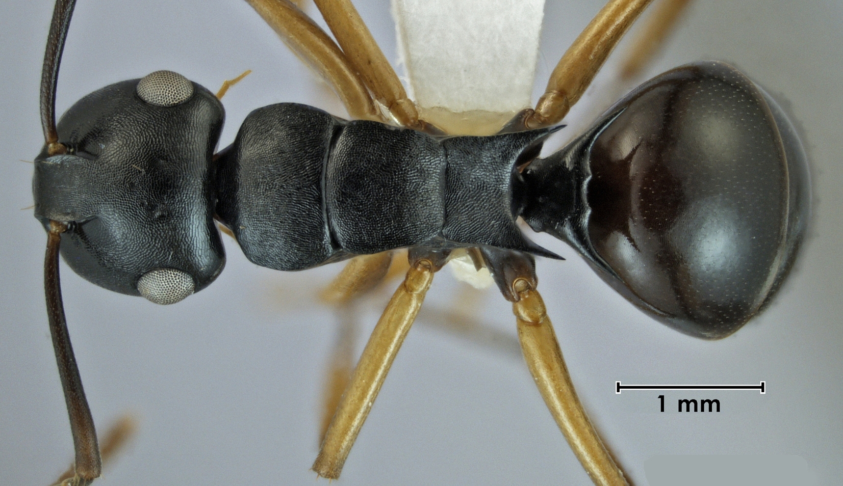 Foto Polyrhachis xiphias Fr. Smith, 1863 dorsal