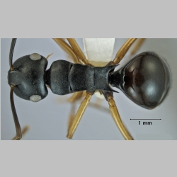 Polyrhachis xiphias Fr. Smith, 1863 dorsal