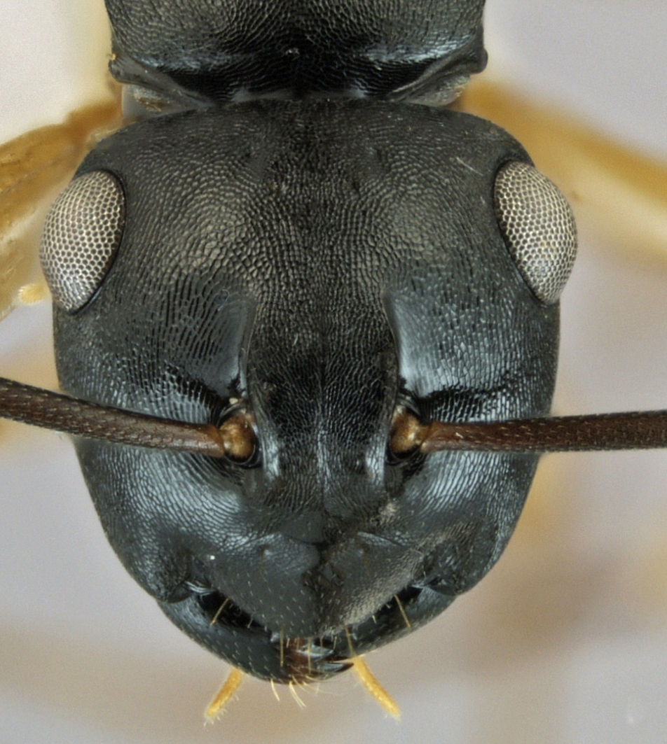 Foto Polyrhachis xiphias Fr. Smith, 1863 frontal