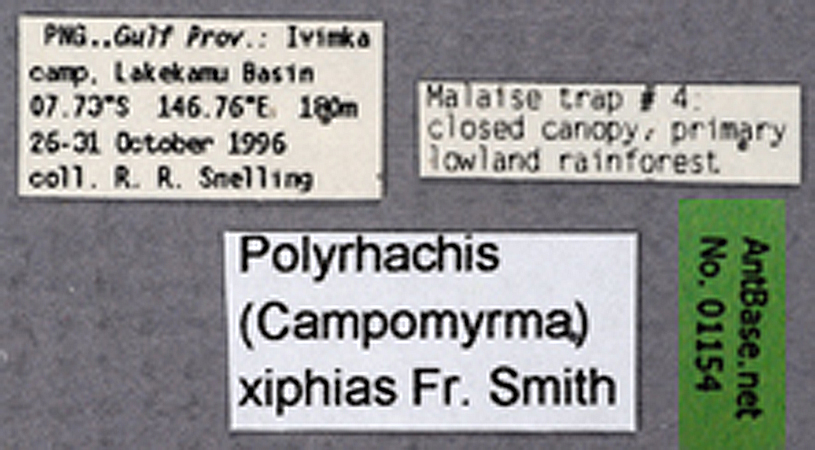 Foto Polyrhachis xiphias Fr. Smith, 1863 Label