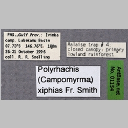 Polyrhachis xiphias Fr. Smith, 1863 Label