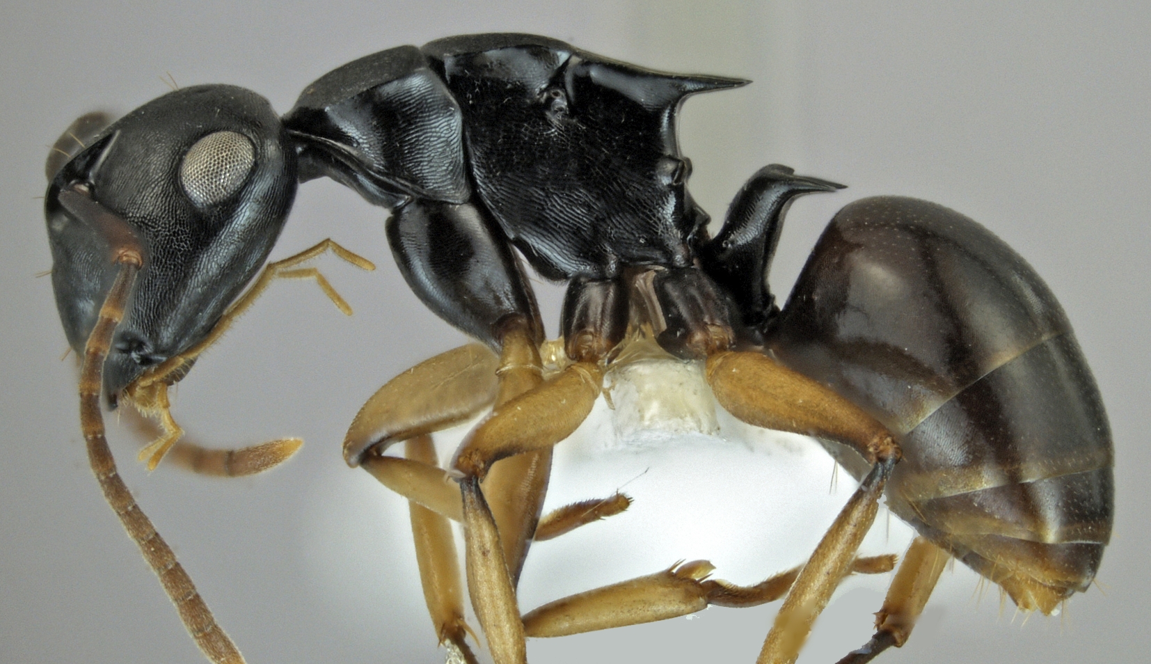 Foto Polyrhachis xiphias Fr. Smith, 1863 lateral