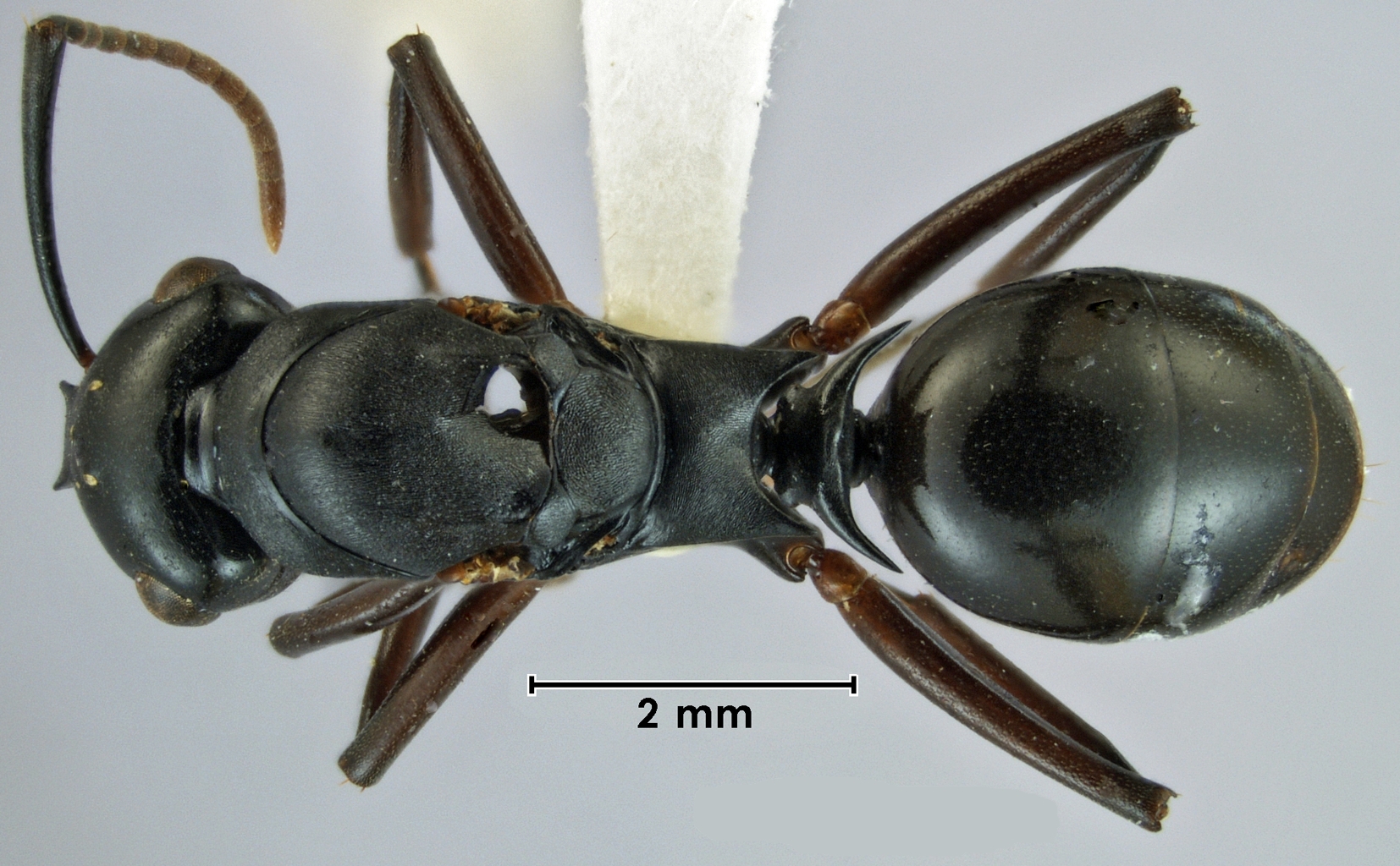 Foto Polyrhachis xiphias Fr. Smith, 1863 dorsal