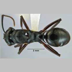 Polyrhachis xiphias Fr. Smith, 1863 dorsal