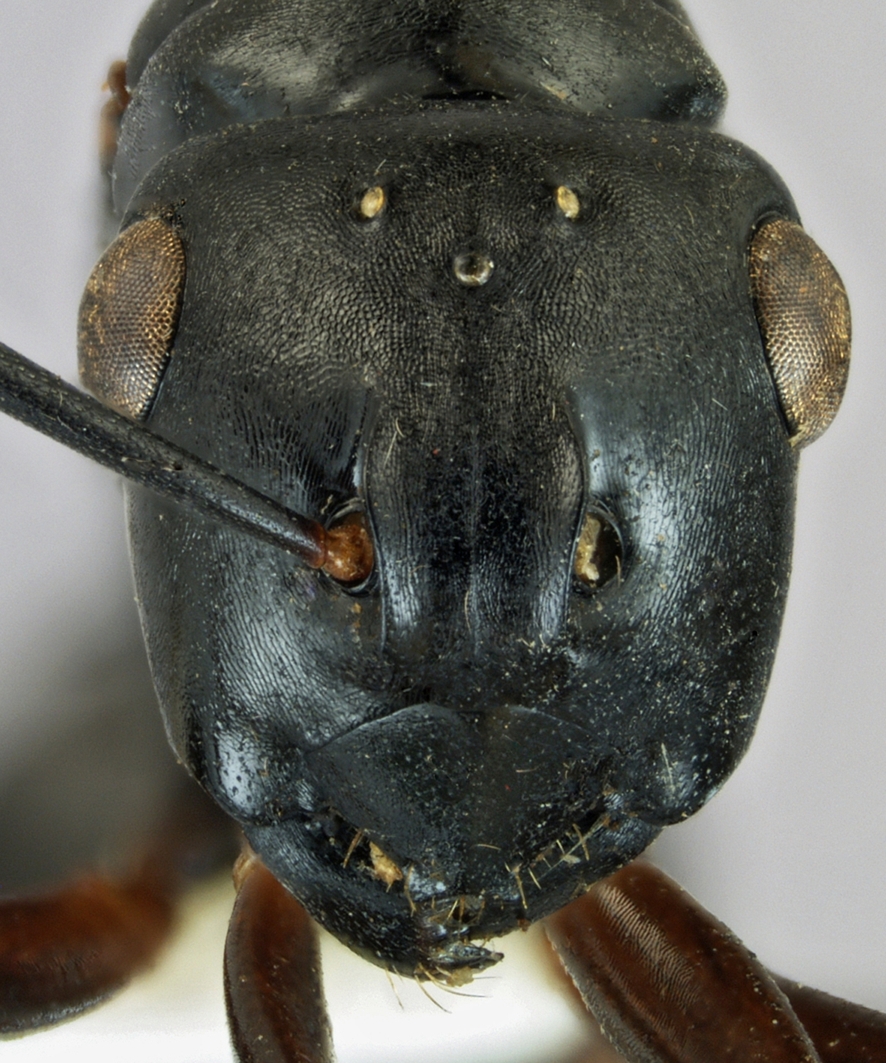 Foto Polyrhachis xiphias Fr. Smith, 1863 frontal