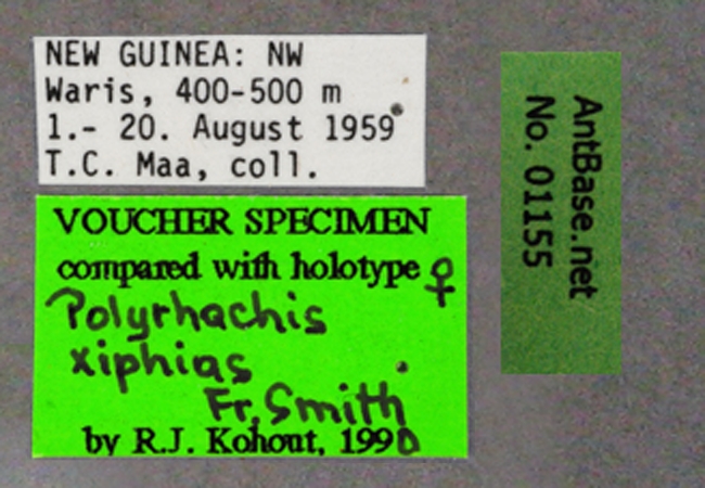 Foto Polyrhachis xiphias Fr. Smith, 1863 Label
