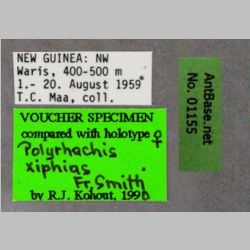 Polyrhachis xiphias Fr. Smith, 1863 Label