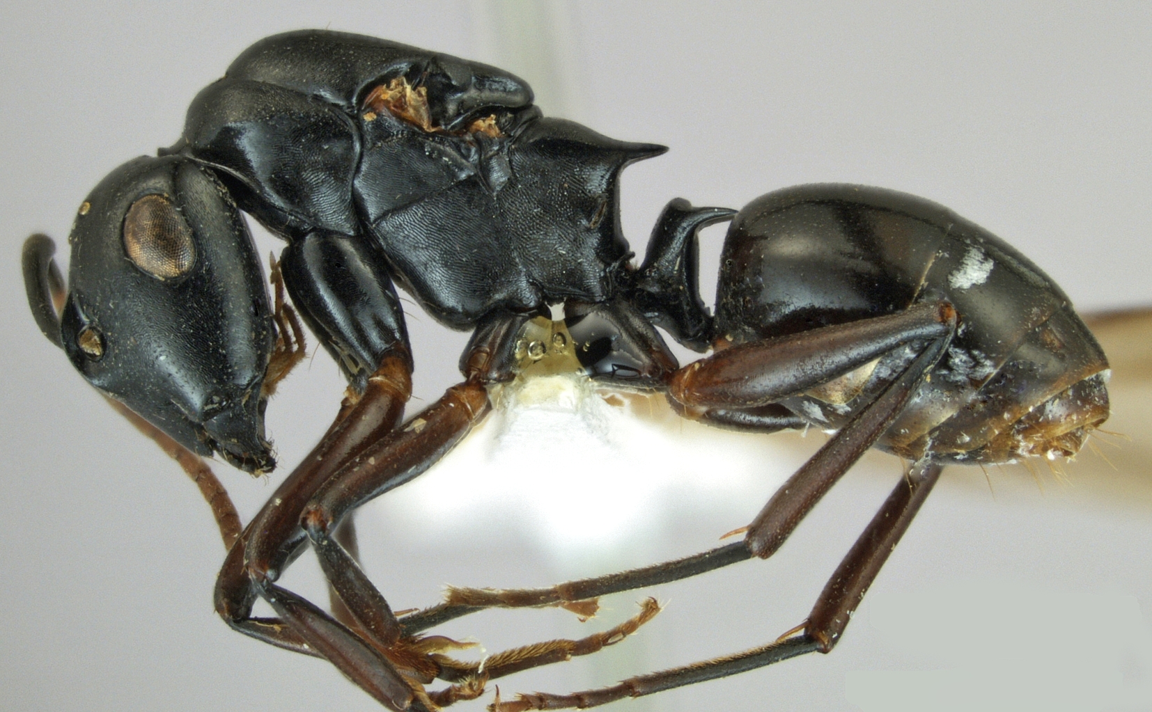 Foto Polyrhachis xiphias Fr. Smith, 1863 lateral