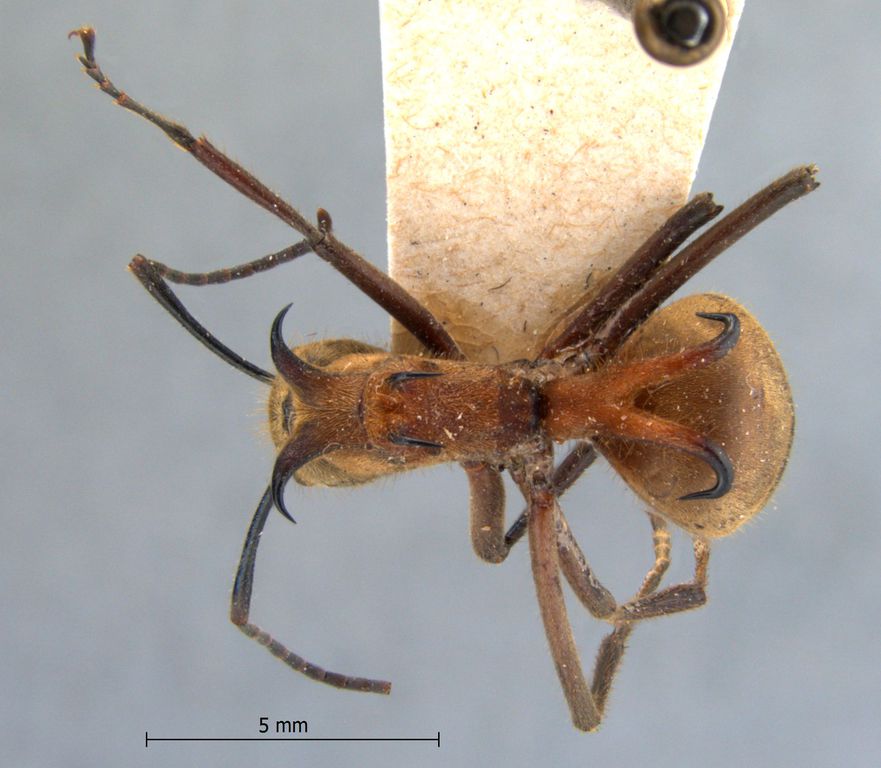 Foto Polyrhachis ypsilon Emery,1887 dorsal