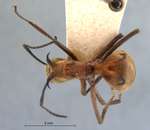 Polyrhachis ypsilon Emery,1887 dorsal