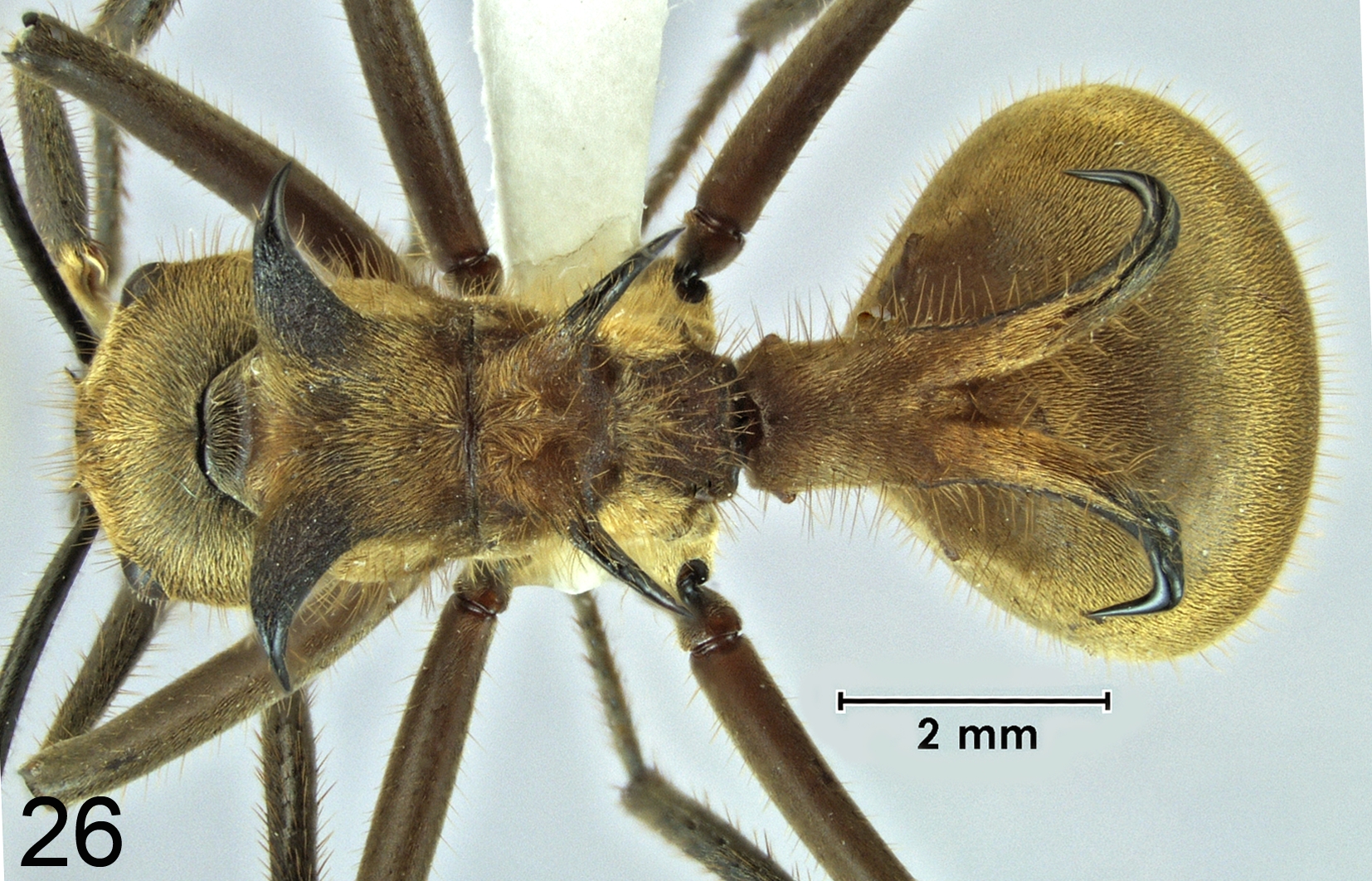 Foto Polyrhachis ypsilon Emery,1887 dorsal