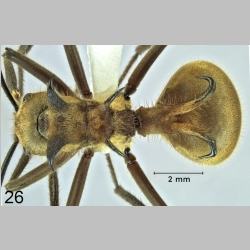 Polyrhachis ypsilon Emery,1887 dorsal