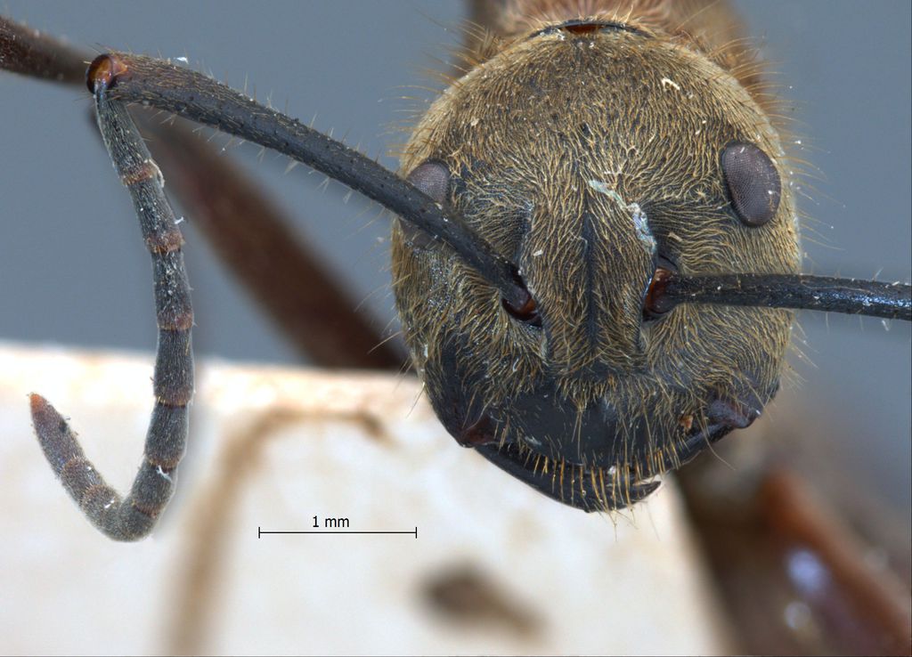 Foto Polyrhachis ypsilon Emery,1887 frontal