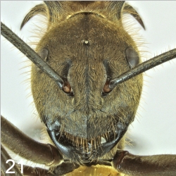 Polyrhachis ypsilon Emery,1887 frontal