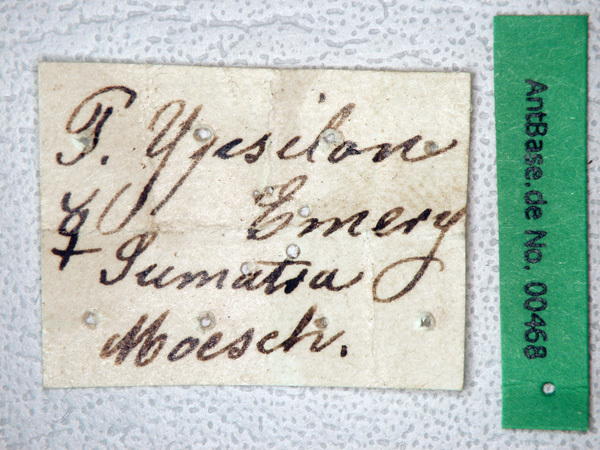 Foto Polyrhachis ypsilon Emery,1887 Label
