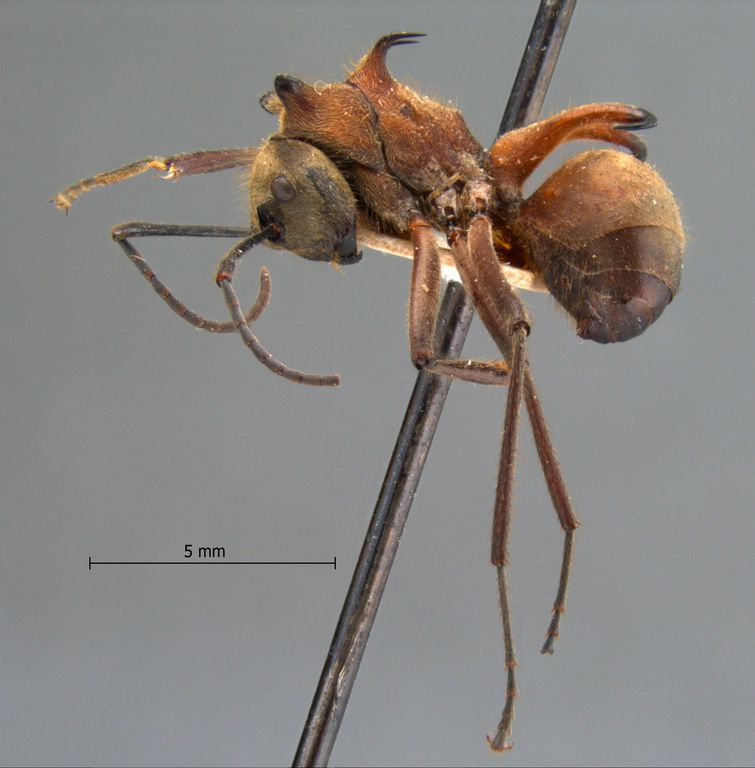 Foto Polyrhachis ypsilon Emery,1887 lateral