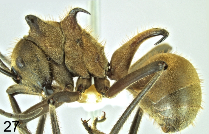 Polyrhachis ypsilon Emery,1887 lateral