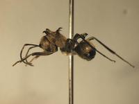 Polyrhachis ypsilon Emery,1887 lateral