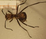 Polyrhachis ypsilon Emery,1887 dorsal