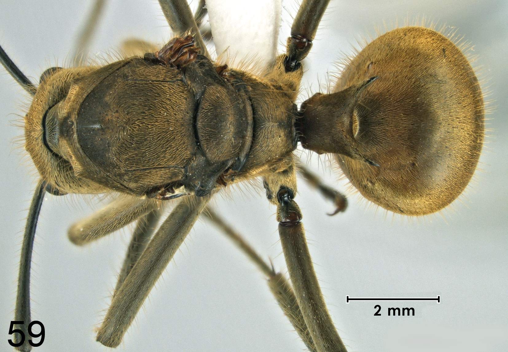 Foto Polyrhachis ypsilon Emery,1887 dorsal