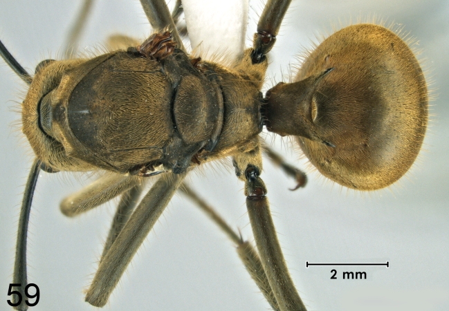 Polyrhachis ypsilon Emery,1887 dorsal