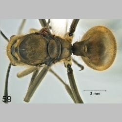 Polyrhachis ypsilon Emery,1887 dorsal