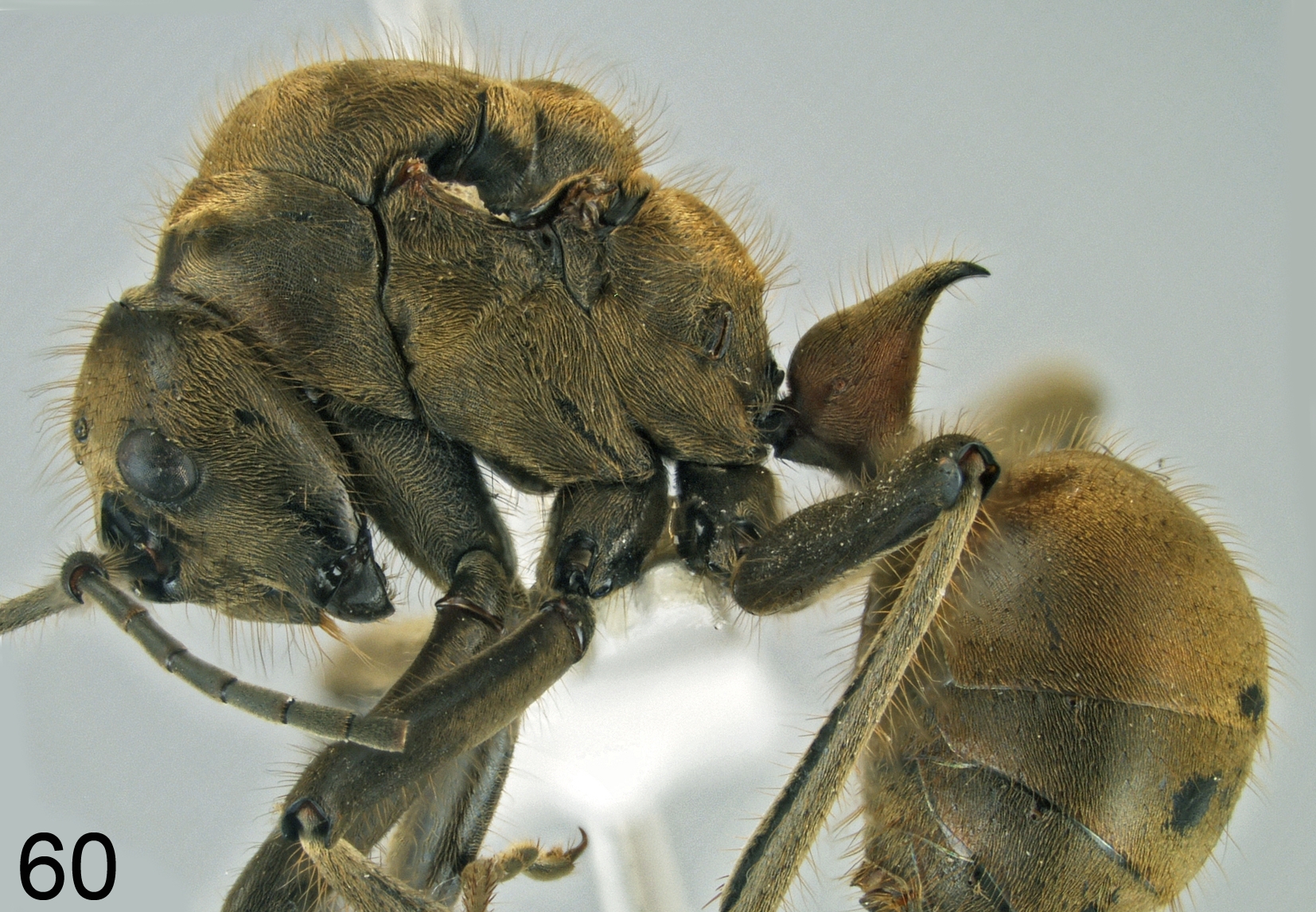 Foto Polyrhachis ypsilon Emery,1887 lateral