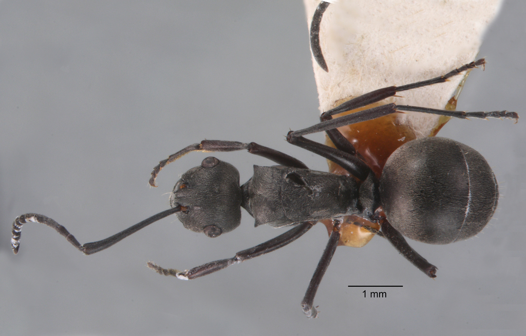 Foto Polyrhachis zopyra Smith, 1861 dorsal