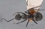 Polyrhachis zopyra Smith, 1861 dorsal