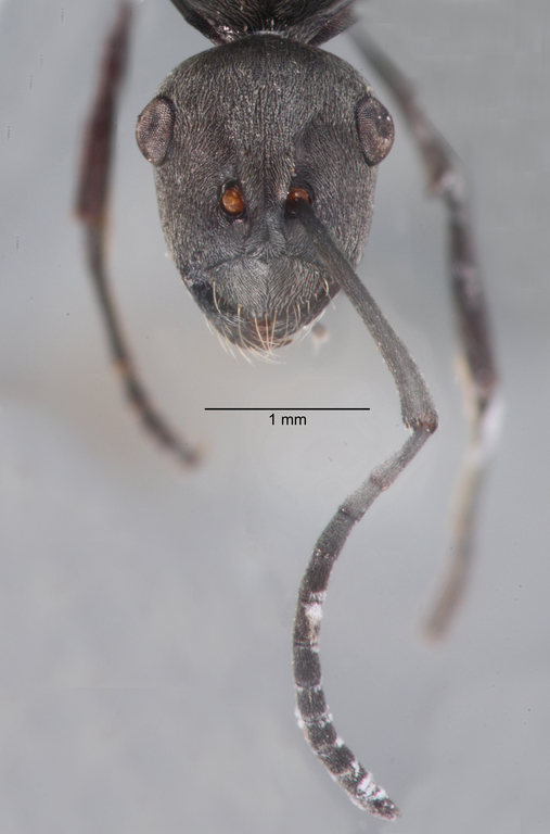 Foto Polyrhachis zopyra Smith, 1861 frontal