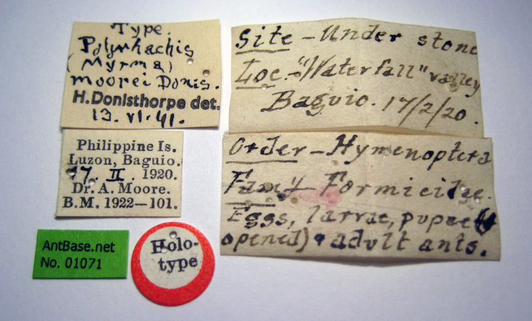 Foto Polyrhachis zopyra Smith, 1861 Label