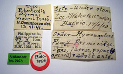 Polyrhachis zopyra Smith, 1861 Label