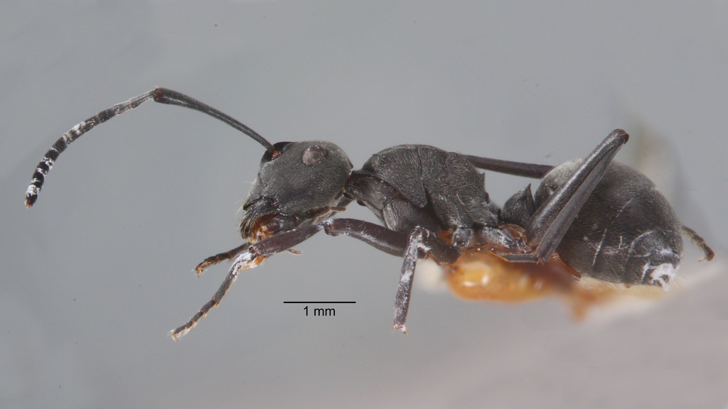 Foto Polyrhachis zopyra Smith, 1861 lateral