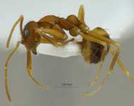 Prenolepis emmae Forel, 1894 lateral
