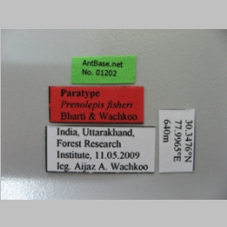 Prenolepis fisheri Bharti & Wachkoo, 2012 Label