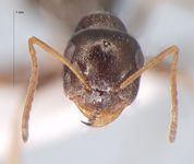 Proformica buddhaensis Ruzsky, 1915 frontal