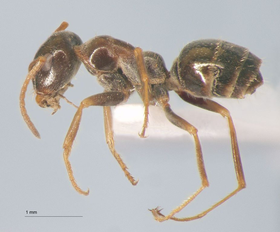 Foto Proformica buddhaensis Ruzsky, 1915 lateral