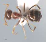 Proformica buddhaensis Ruzsky, 1915 dorsal