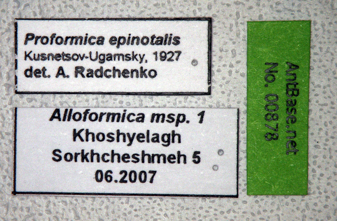 Foto Proformica epinotalis Kuznetsov-Ugamsky, 1927 Label