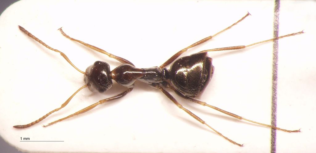 Foto Proformica jacoti Wheeler, 1923 dorsal