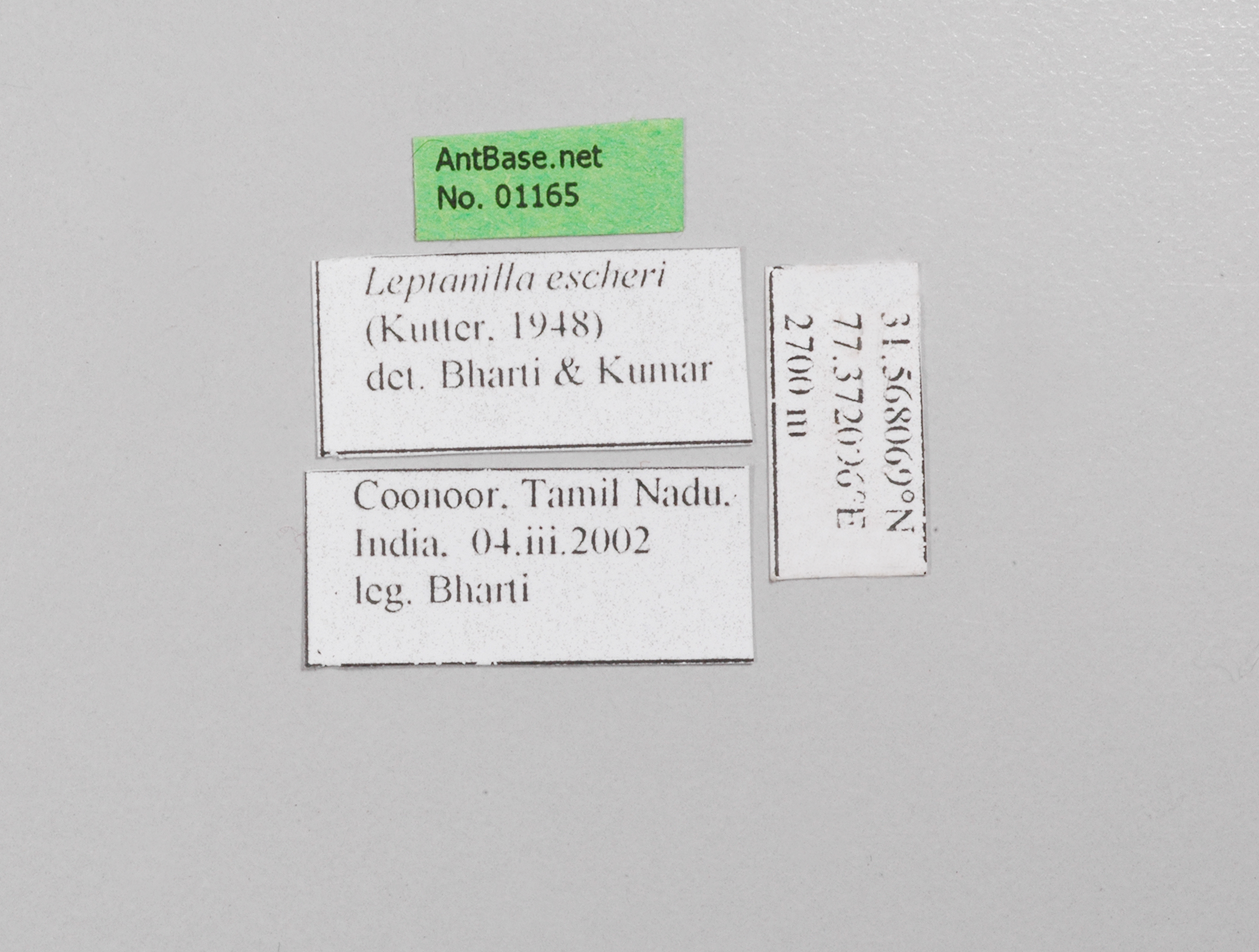 Foto Leptanilla escheri Bharti & Kumar, 2013 Label