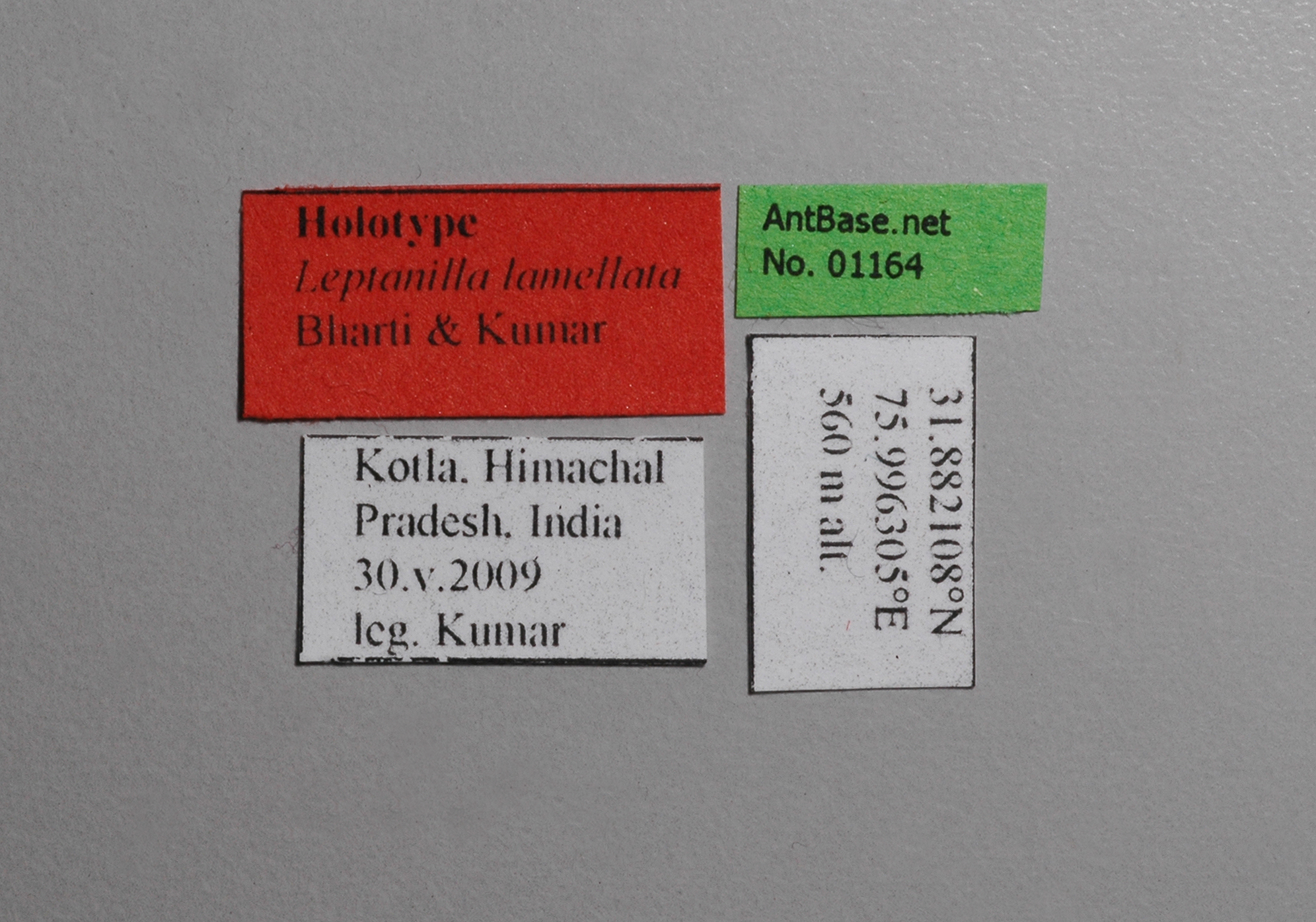 Foto Leptanilla lamellata Bharti & Kumar, 2013 Label