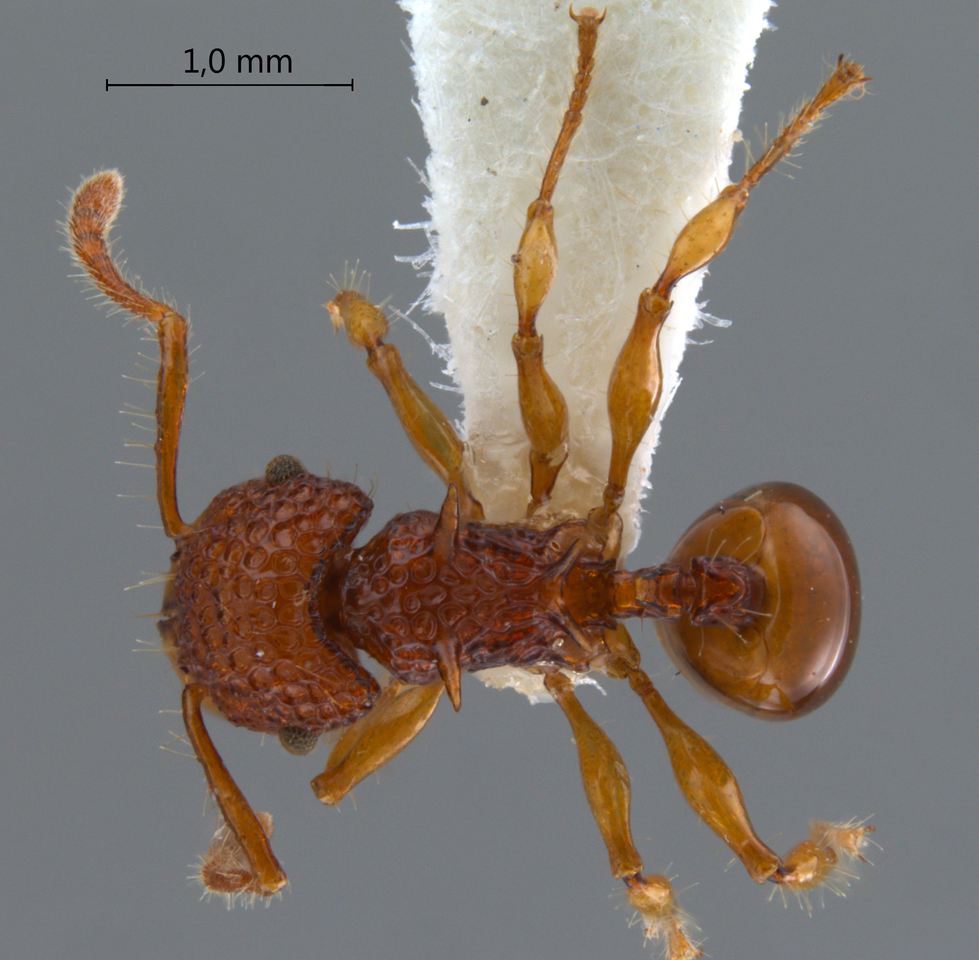 Foto Acanthomyrmex careoscrobis Moffett, 1986 dorsal