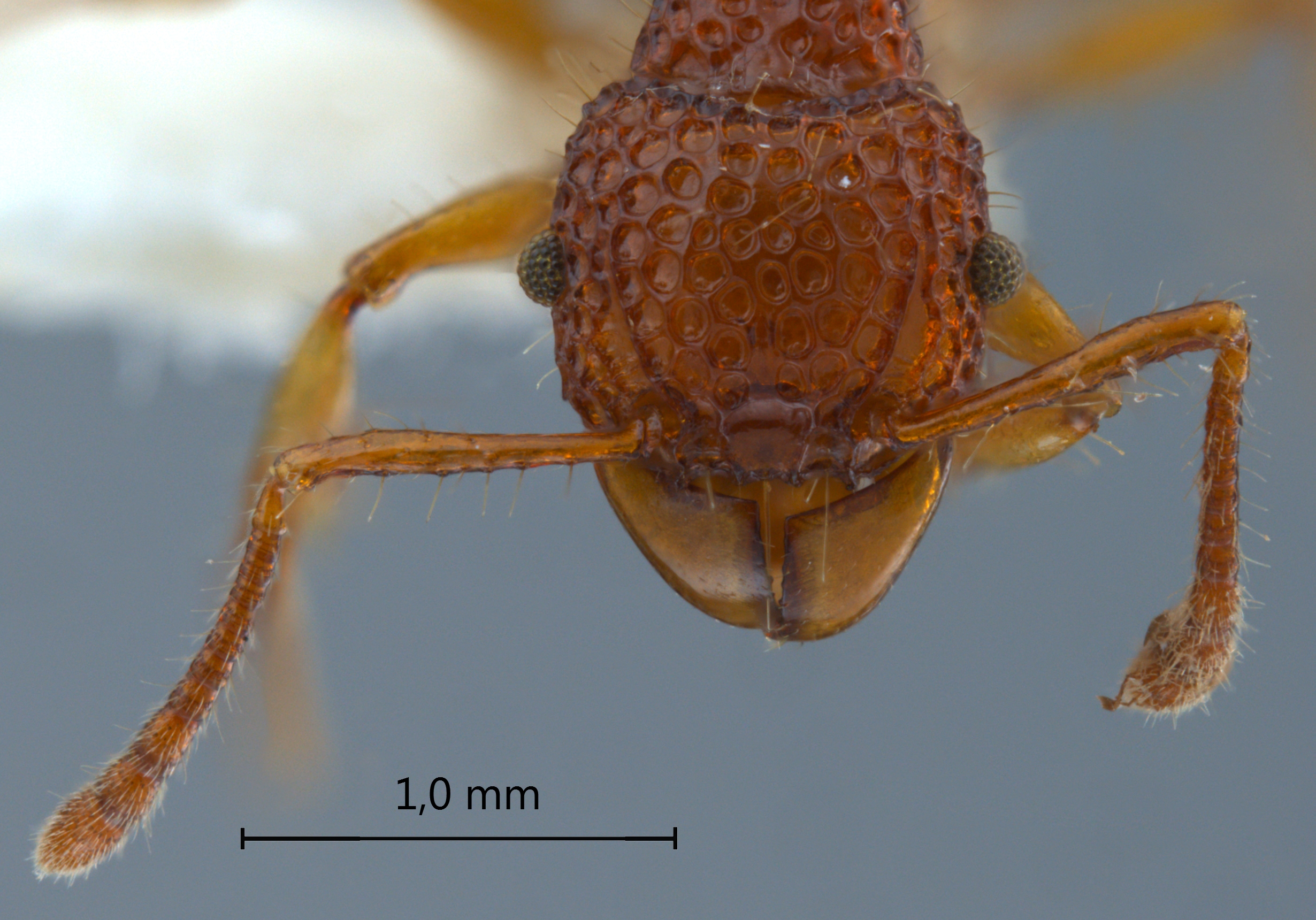 Foto Acanthomyrmex careoscrobis Moffett, 1986 frontal