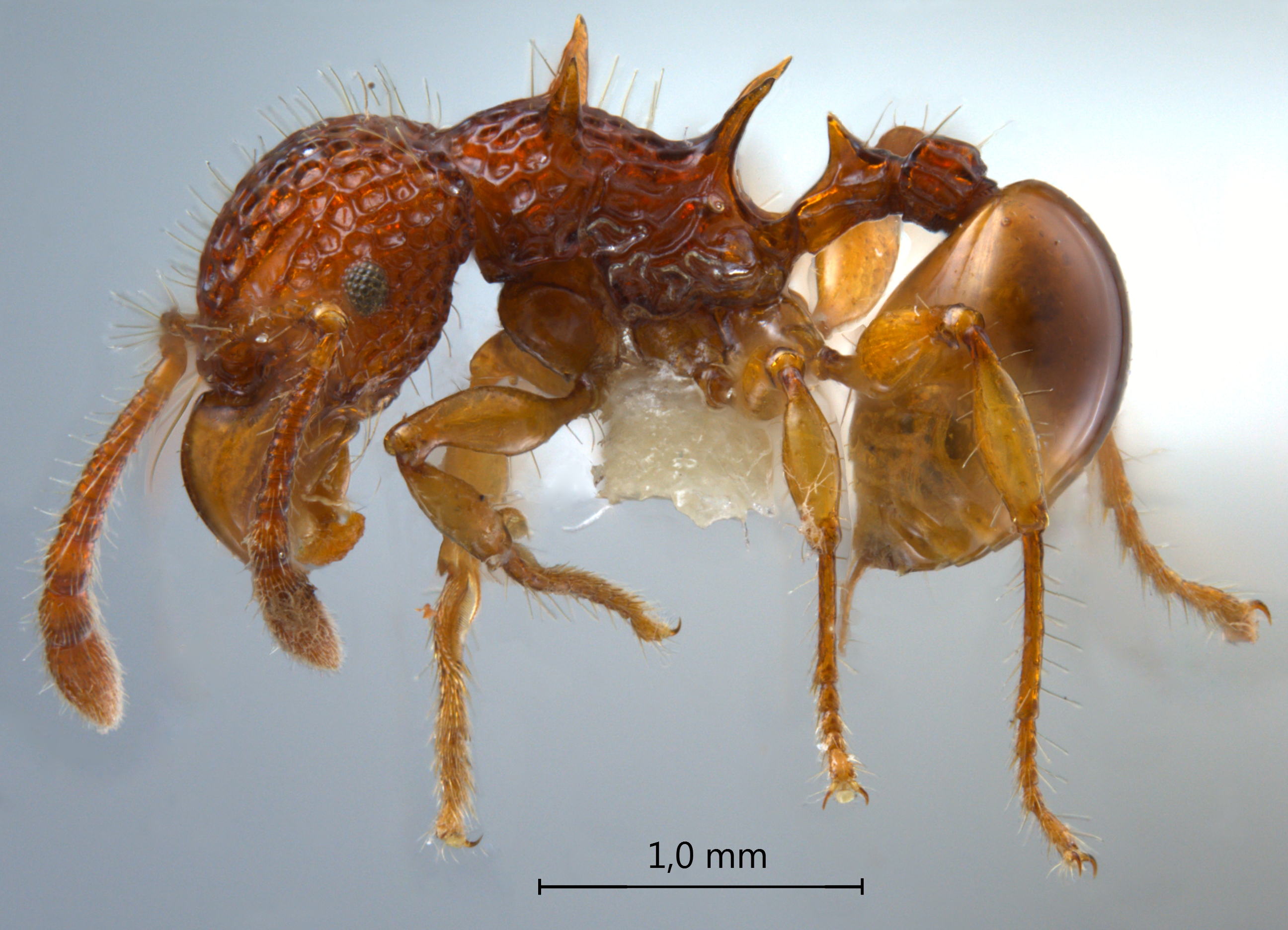 Foto Acanthomyrmex careoscrobis Moffett, 1986 lateral