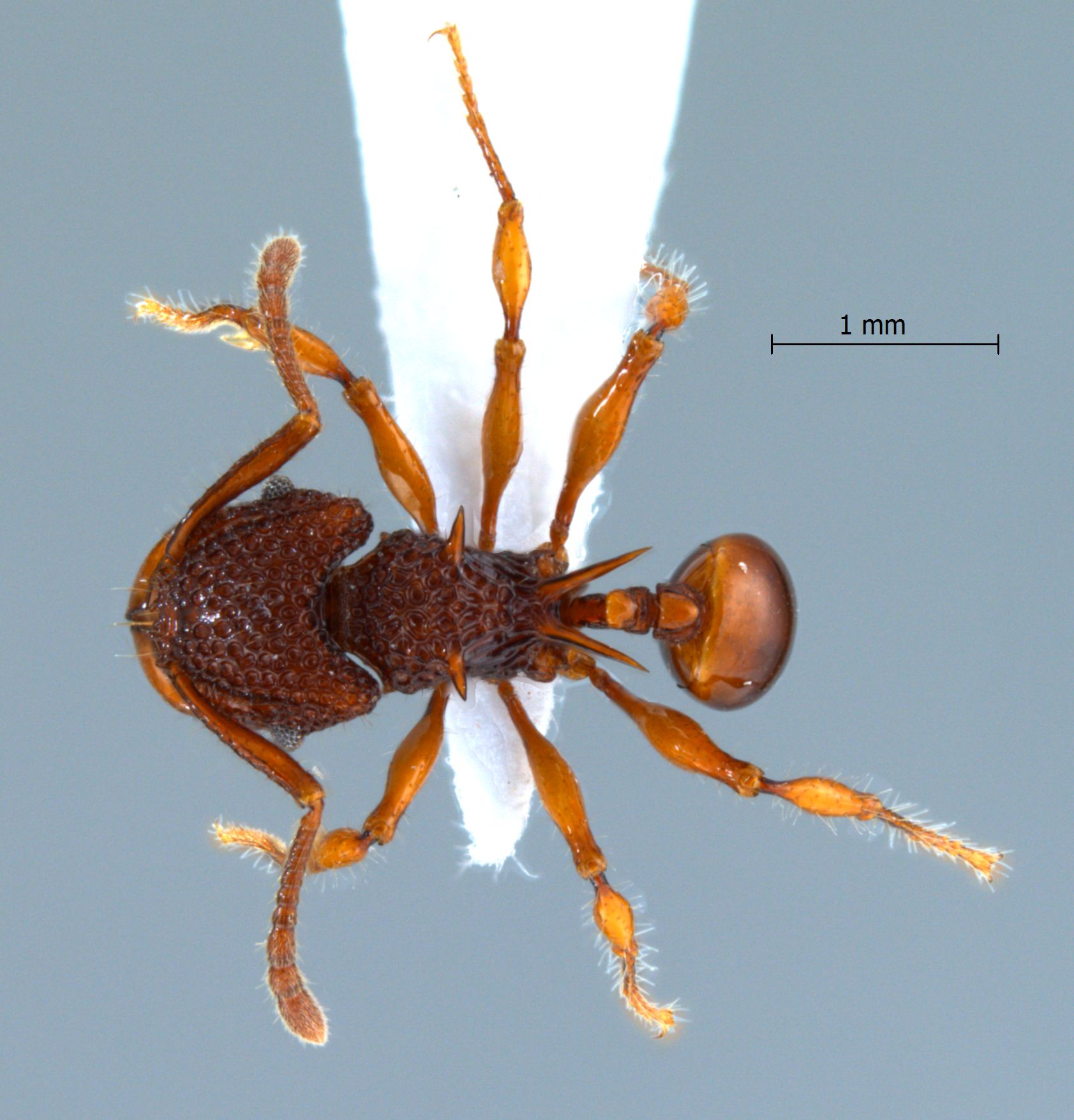 Foto Acanthomyrmex concavus Moffett, 1986 dorsal