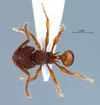 Acanthomyrmex concavus Moffett, 1986 dorsal