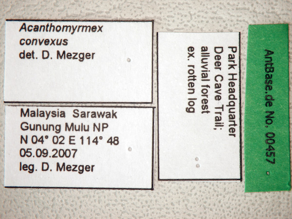 Foto Acanthomyrmex concavus Moffett, 1986 Label