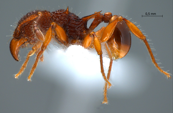 Acanthomyrmex concavus Moffett, 1986 lateral