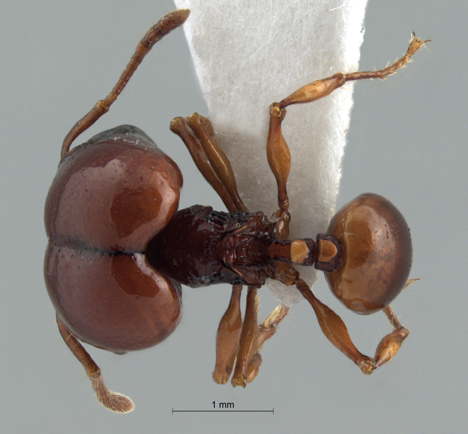 Foto Acanthomyrmex concavus Moffett, 1986 dorsal